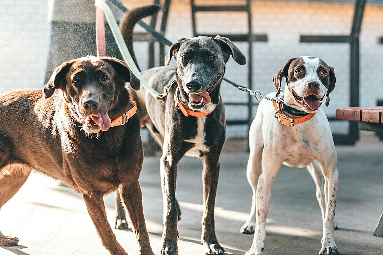 三只中型宠物犬图片狗