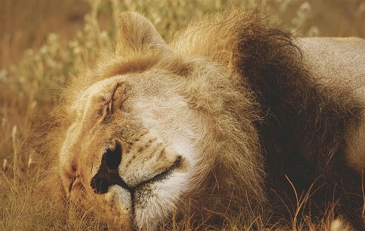 熟睡的狮子摄影生物