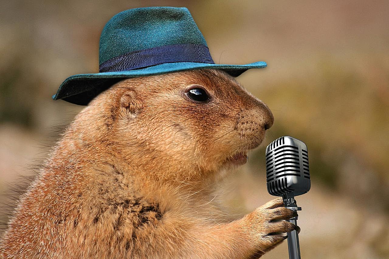 歌唱家土拨鼠图片动物图片