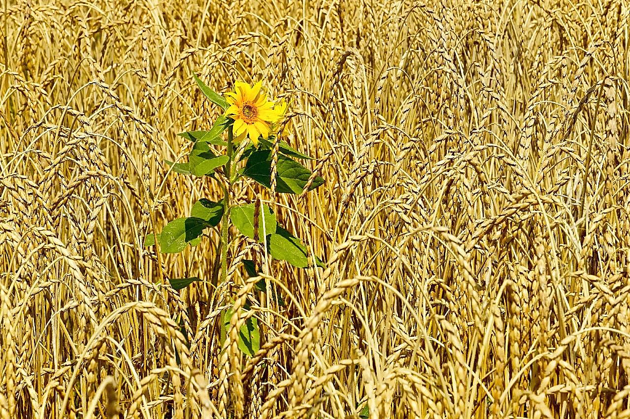 成熟小麦背景图片五谷杂粮