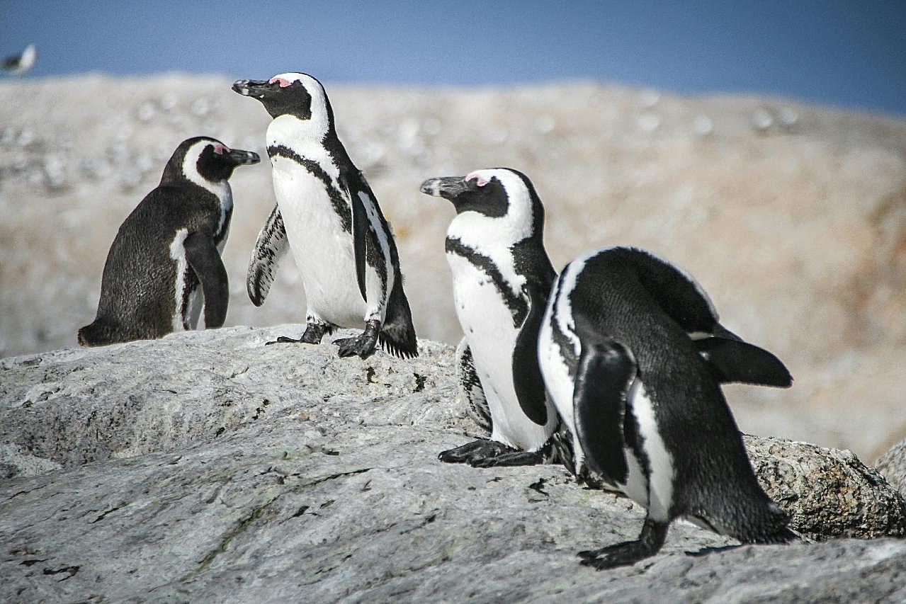 可爱南极企鹅高清图片摄影