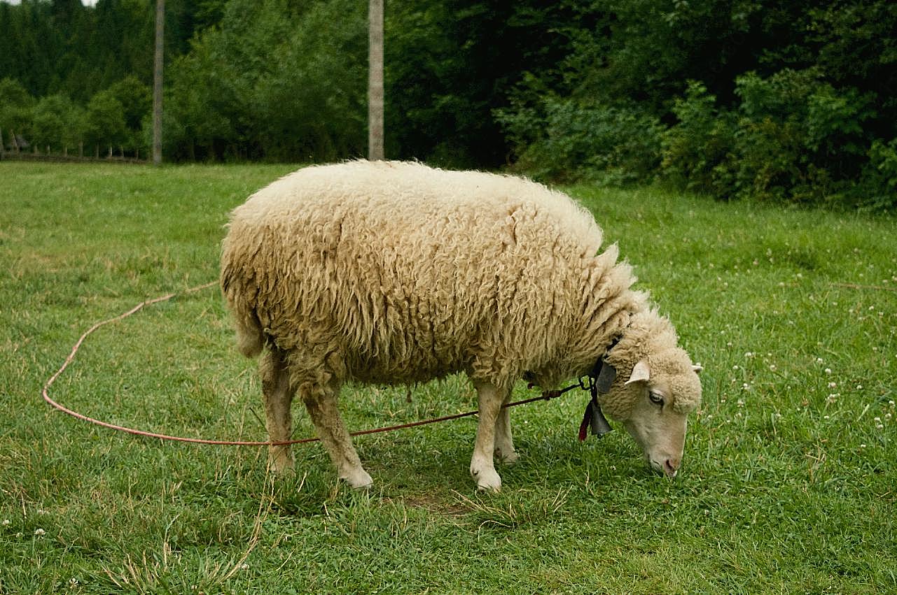 低头吃草的绵羊图片高清摄影