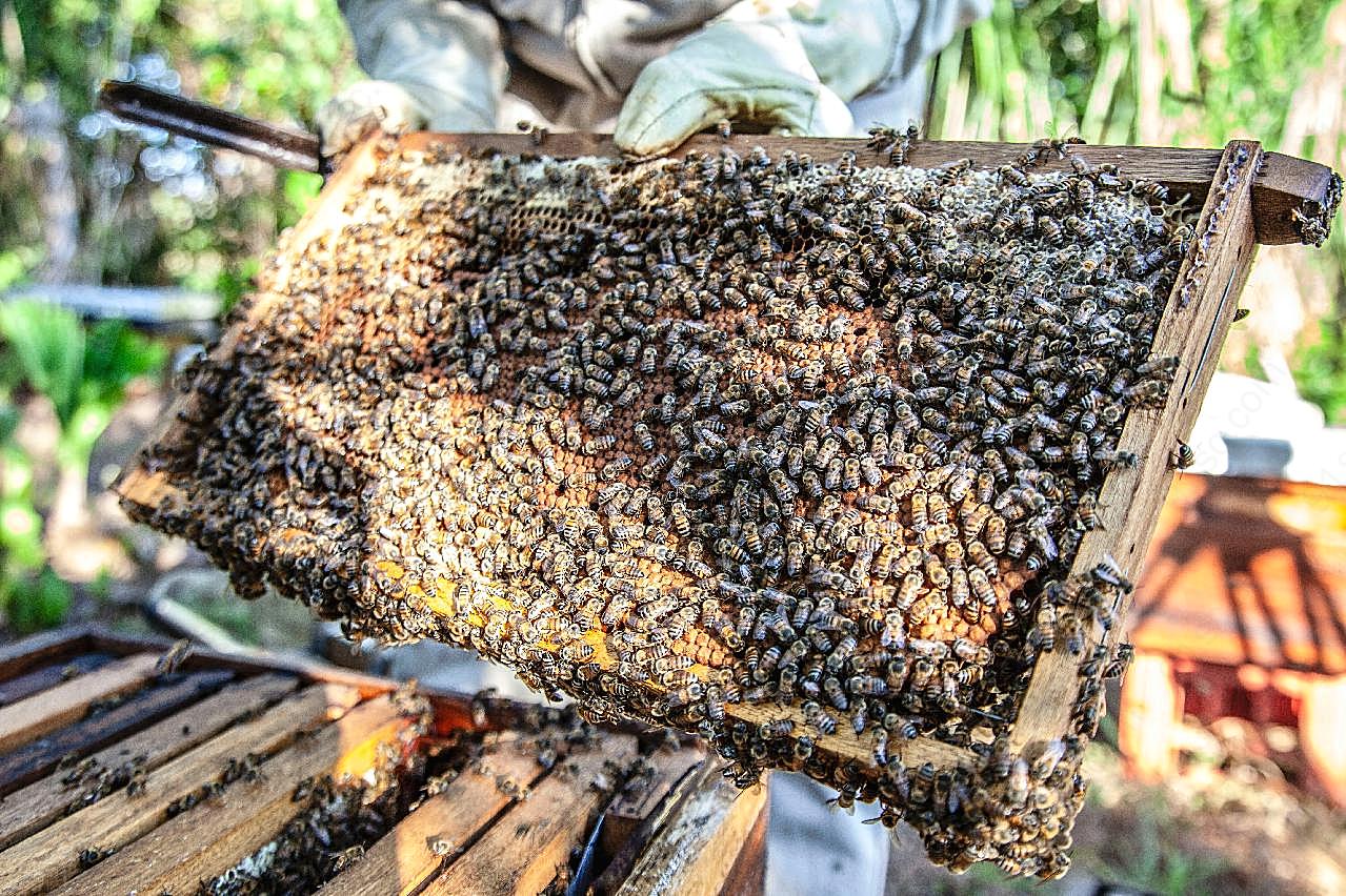 木板上的蜜蜂群图片摄影生物