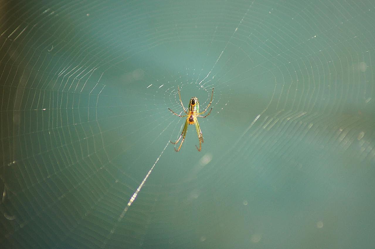蜘蛛结网高清图片昆虫