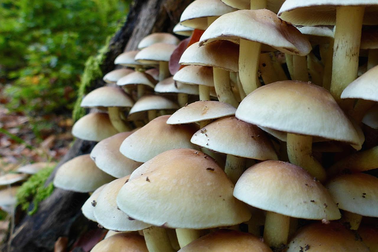 茂盛图片蘑菇