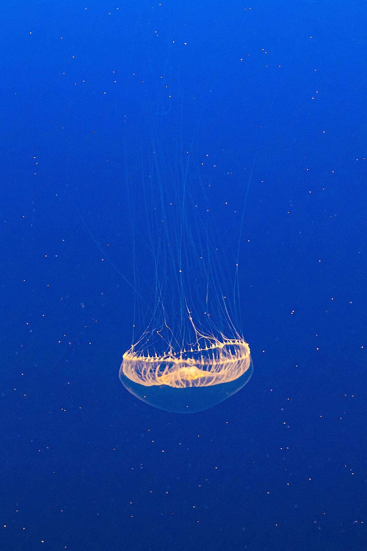 深海透明水母图片海洋生物