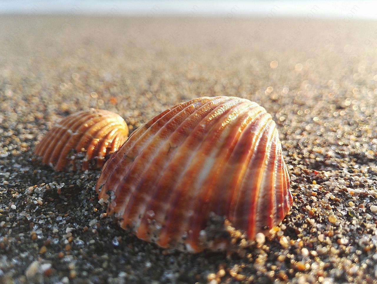 沙滩贝壳唯美图片高清摄影