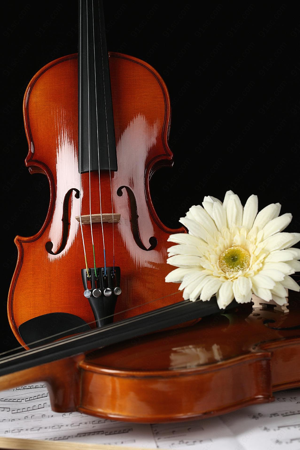 小提琴鲜花图片下载摄影高清