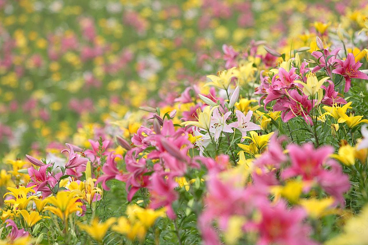 野图片下载百合花