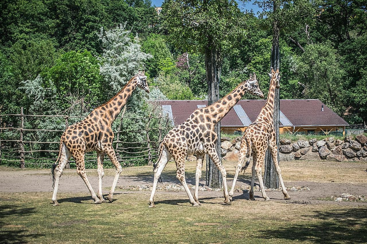 森林动物园长颈鹿图片摄影高清