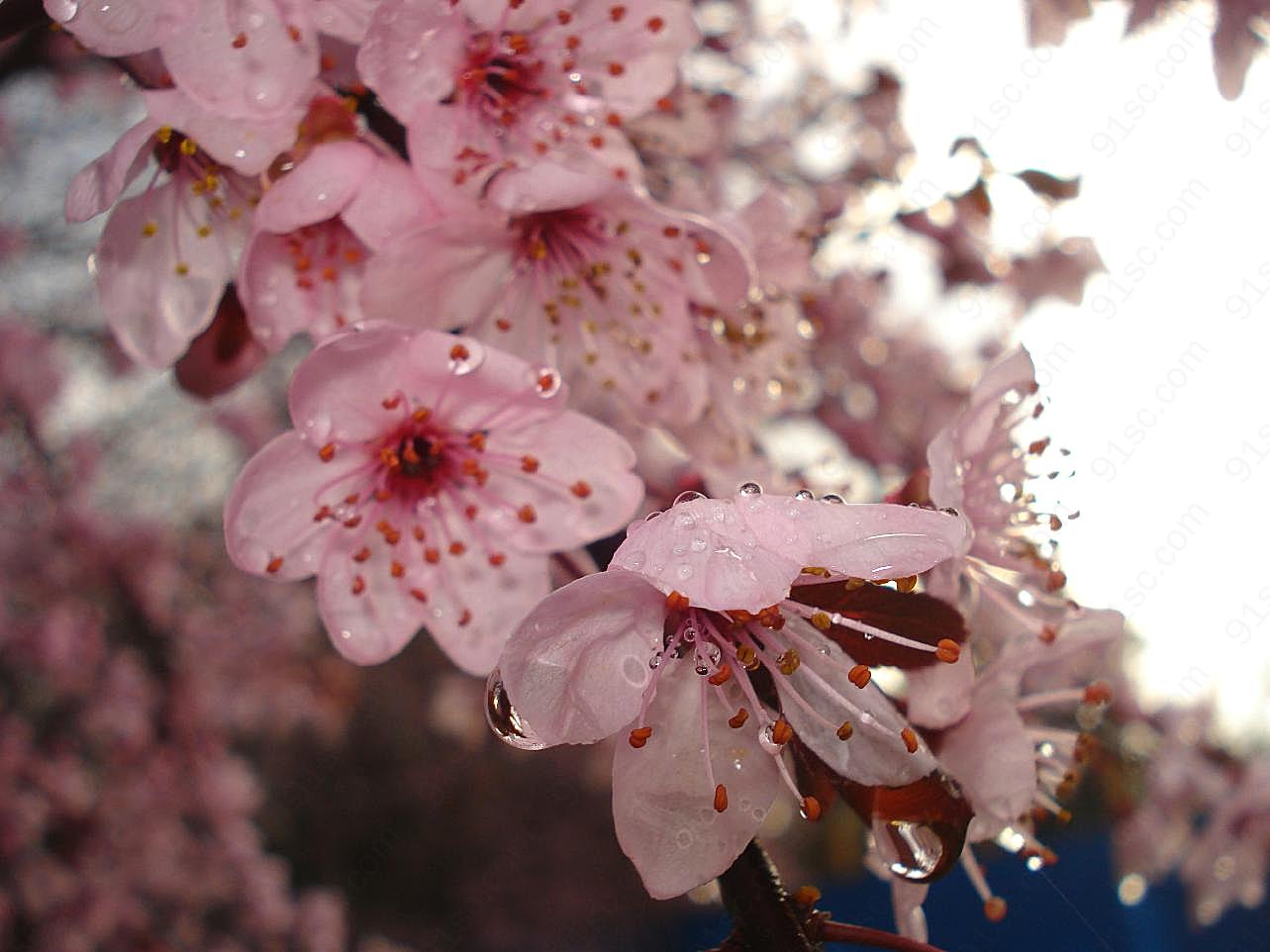 雨后桃花图片花卉