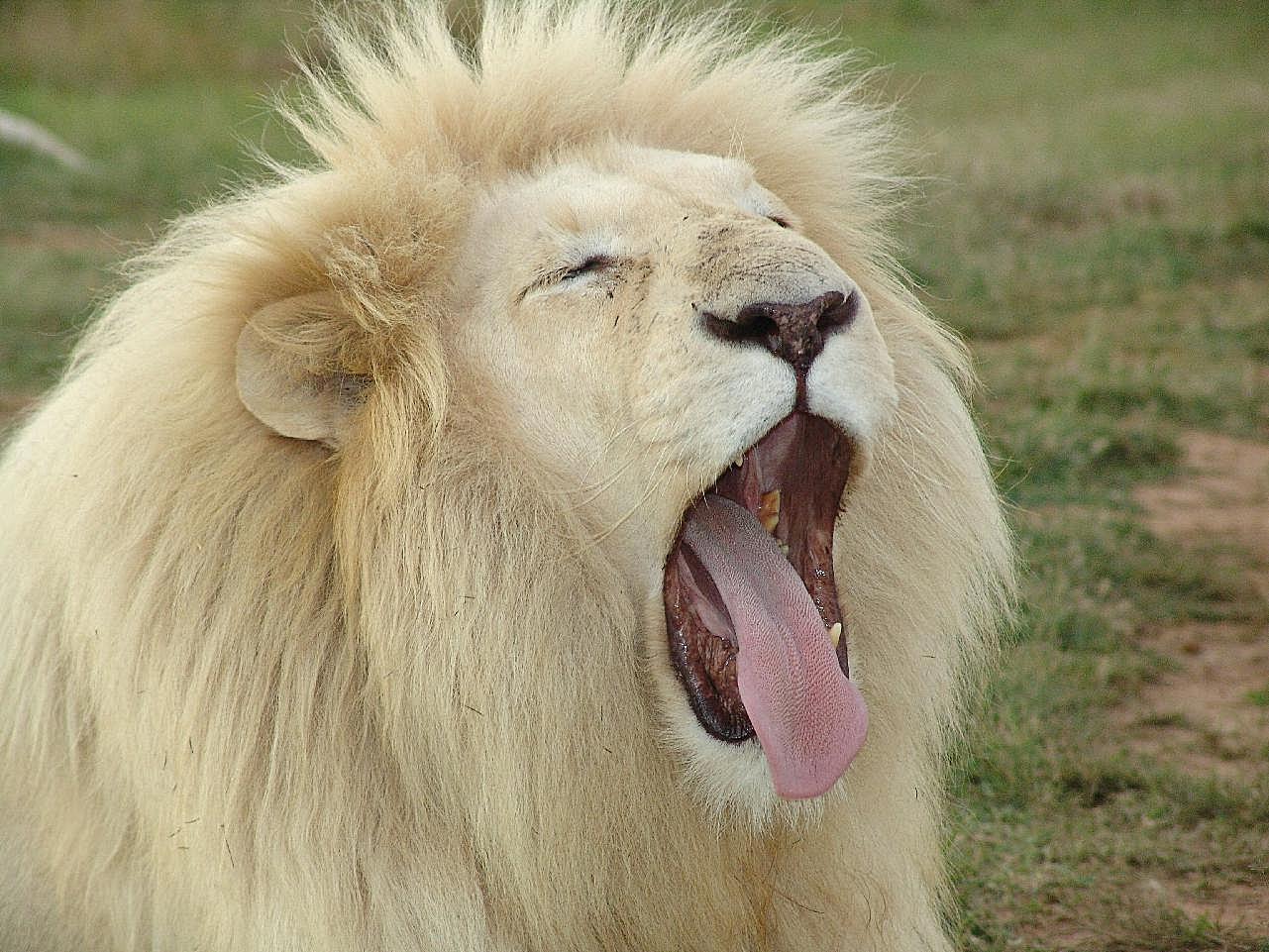 白狮子嘶吼图片动物图片