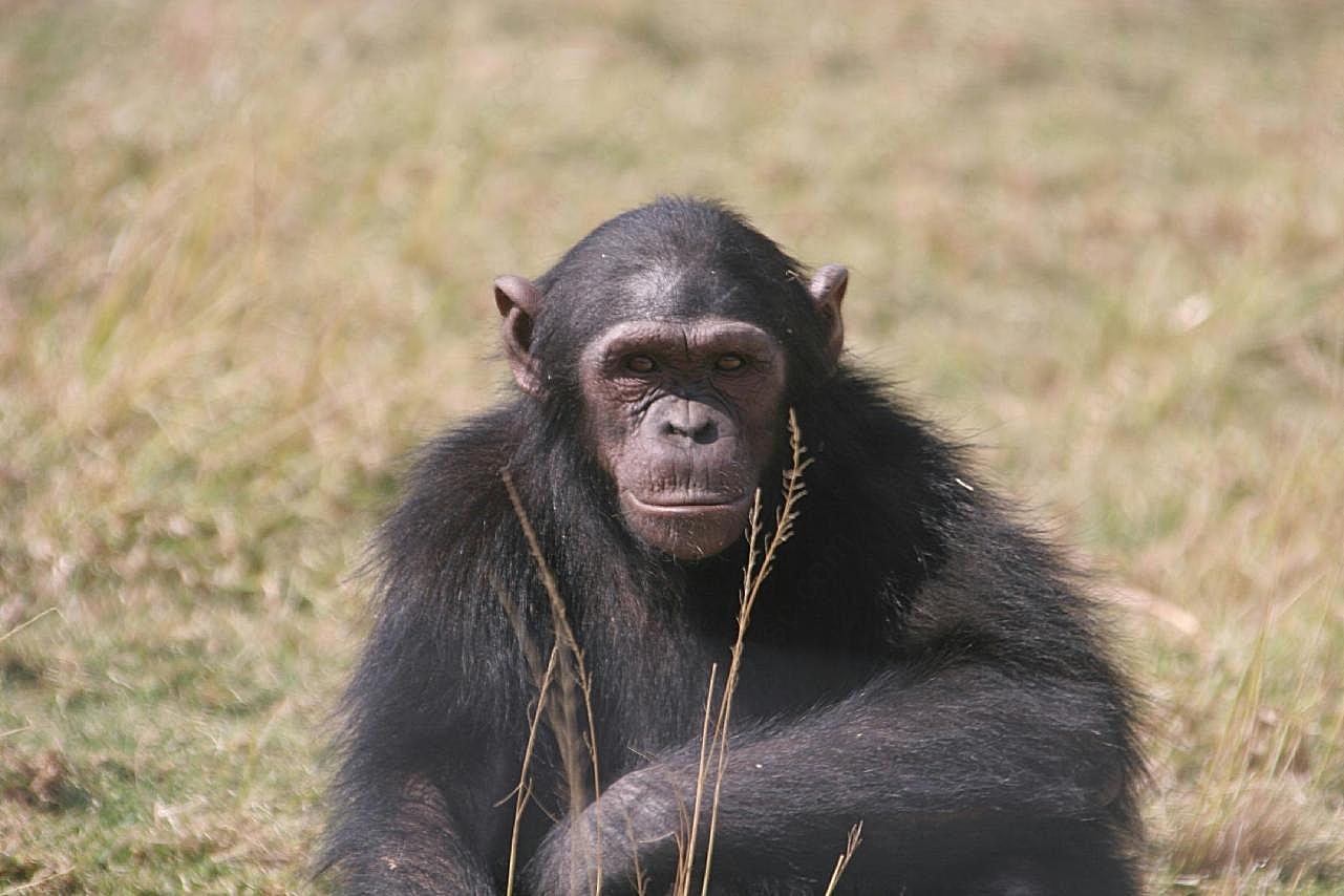 大型黑猩猩图片摄影