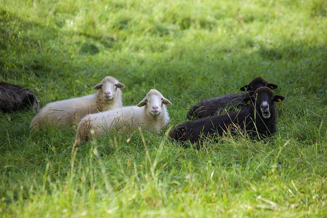 草地绵羊吃草图片摄影高清