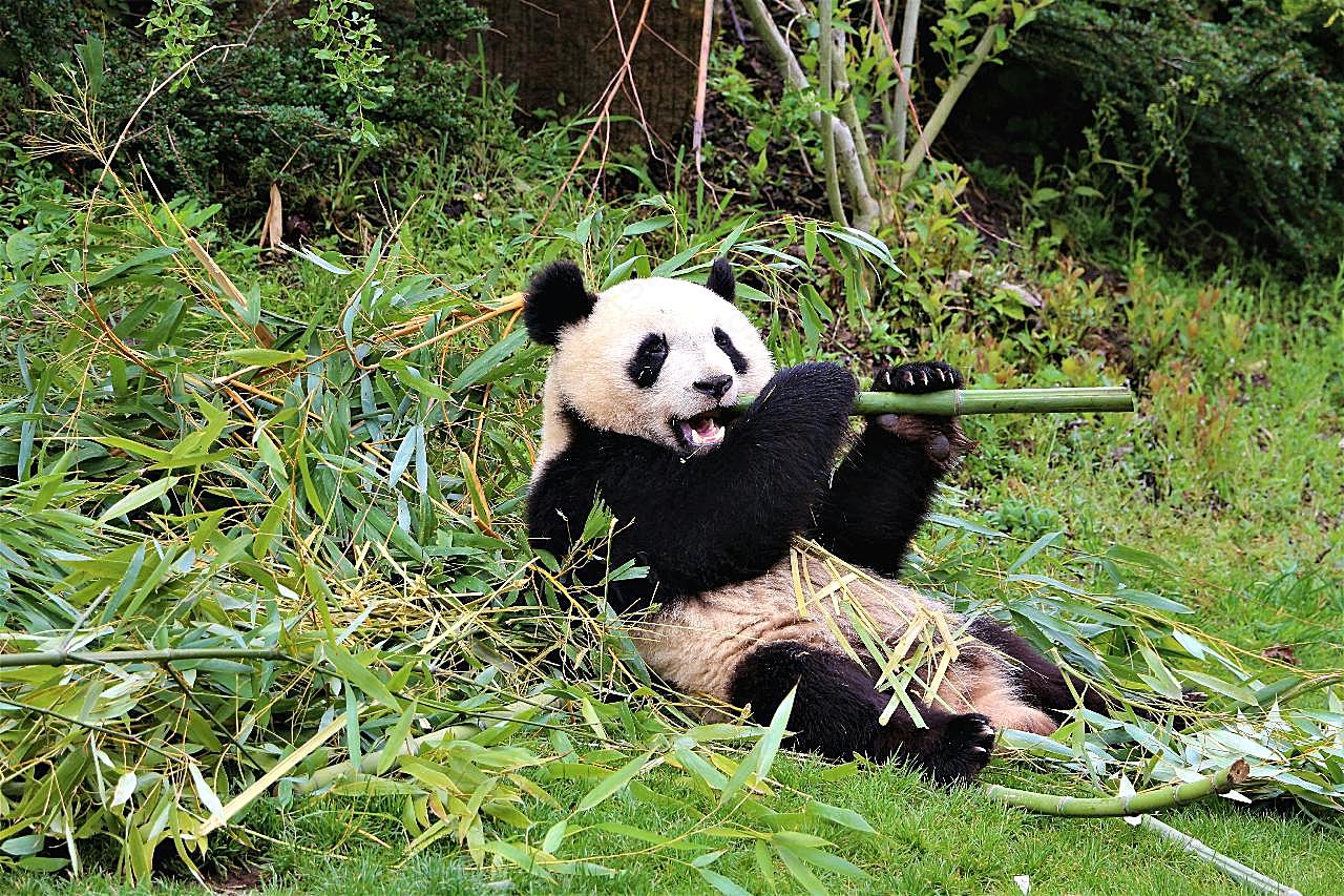 动物园大熊猫图片高清摄影