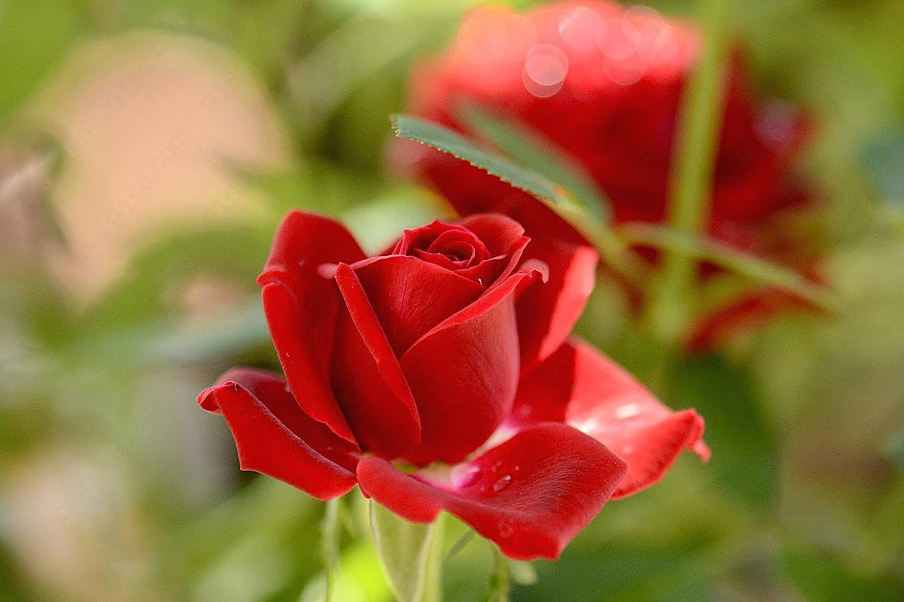 漂亮的红玫瑰图片玫瑰花