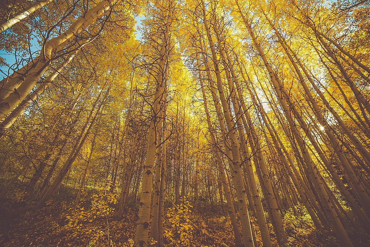 树林图片自然风景