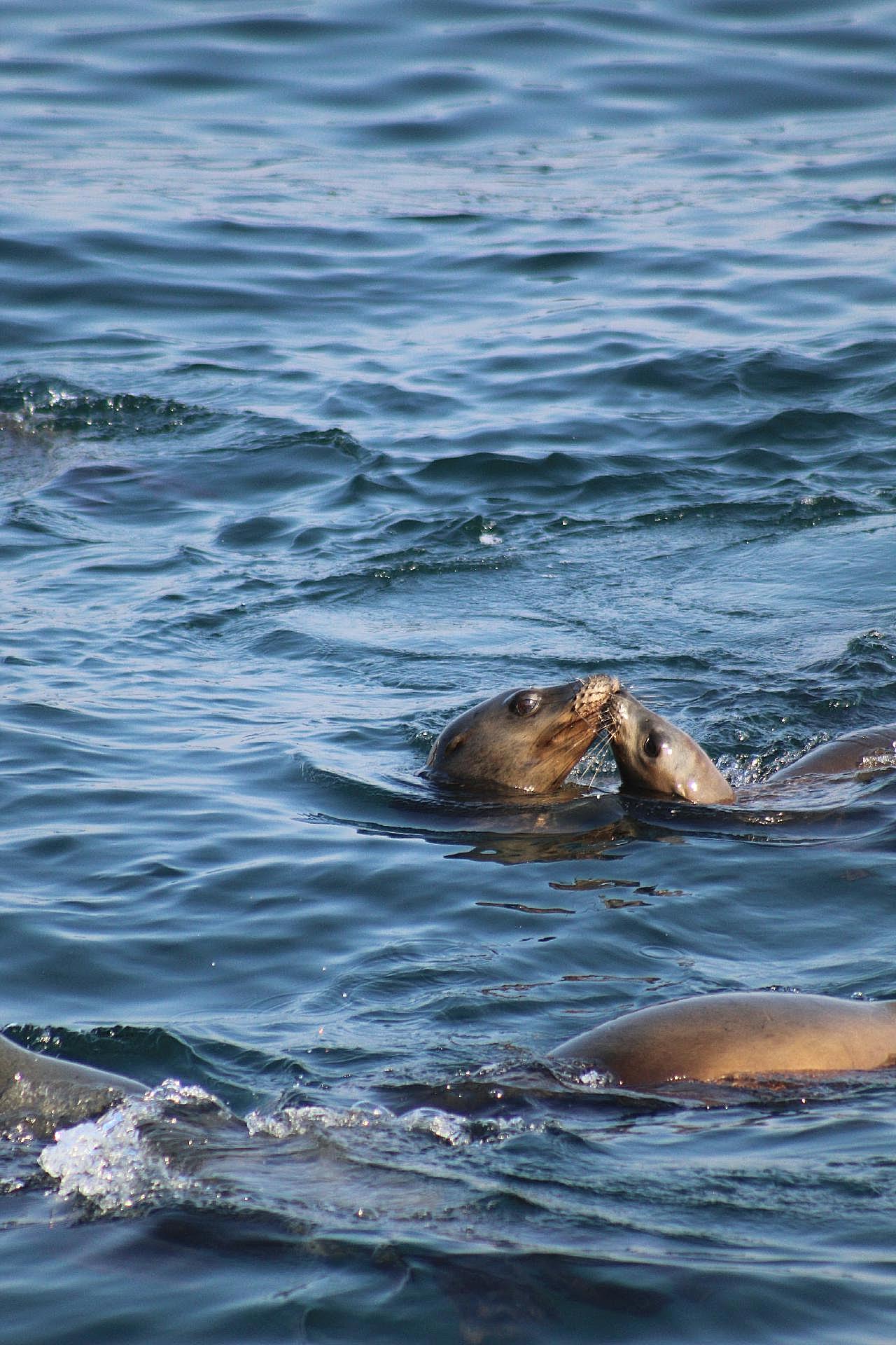海狮接吻图片海洋生物