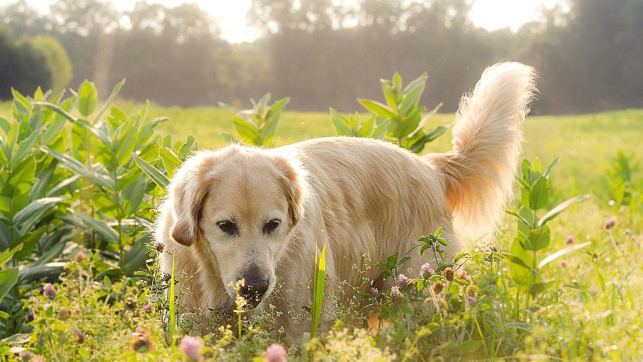 金毛犬图片狗