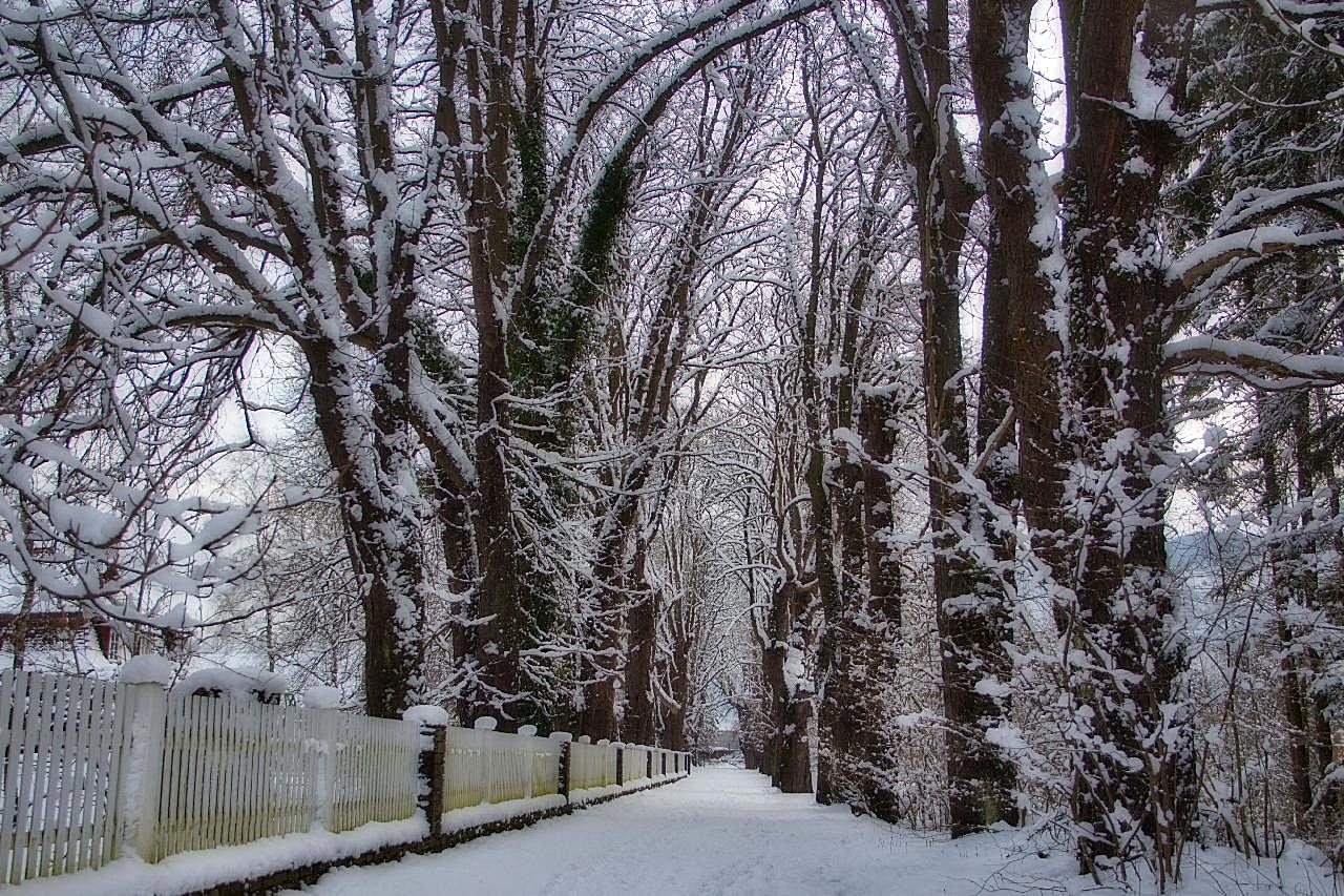 冬季枯树图片高清摄影