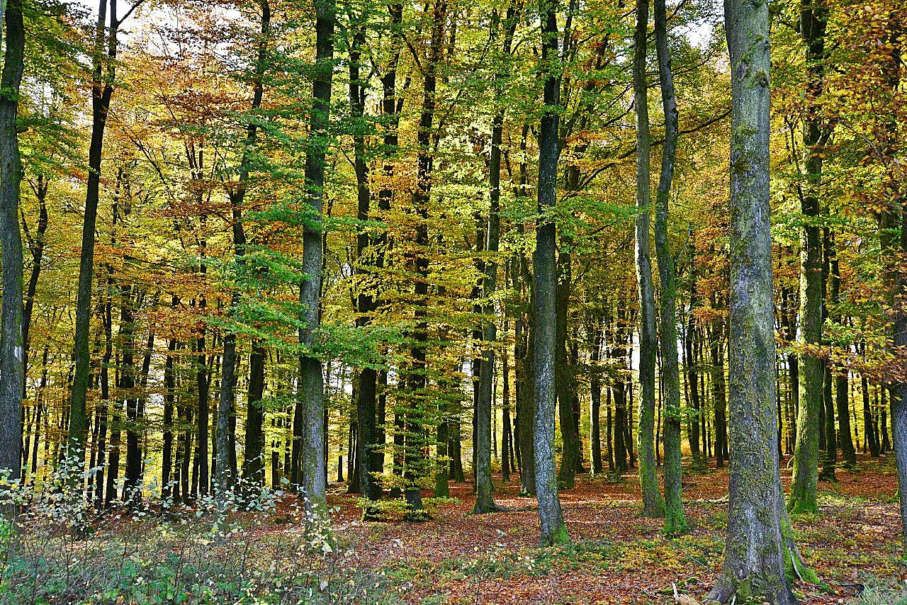 秋季森林树木风景图片高清