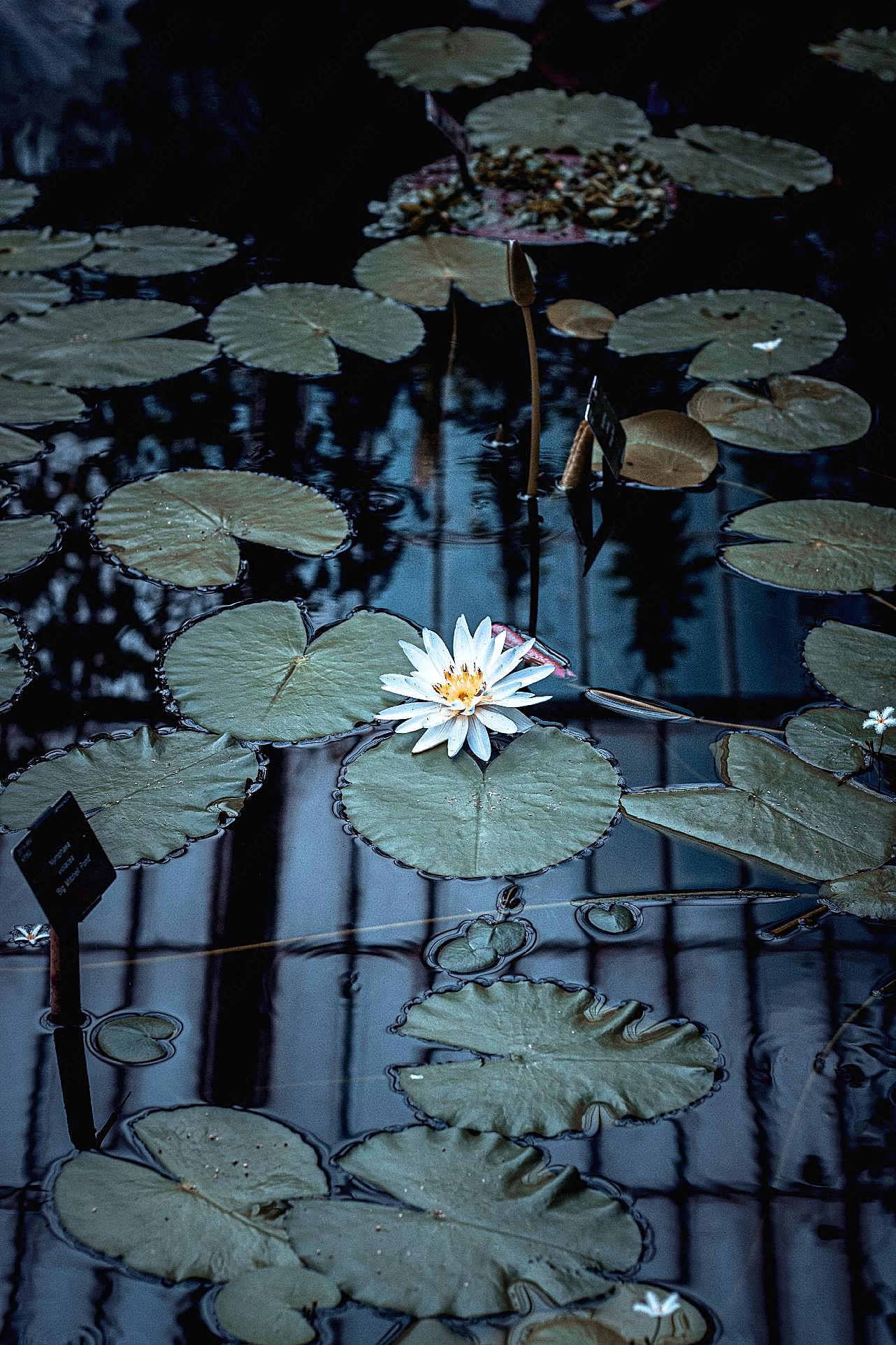 荷塘白莲花图片摄影高清