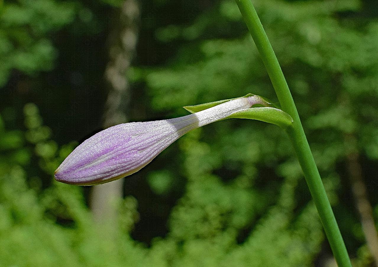 一支苞图片百合花