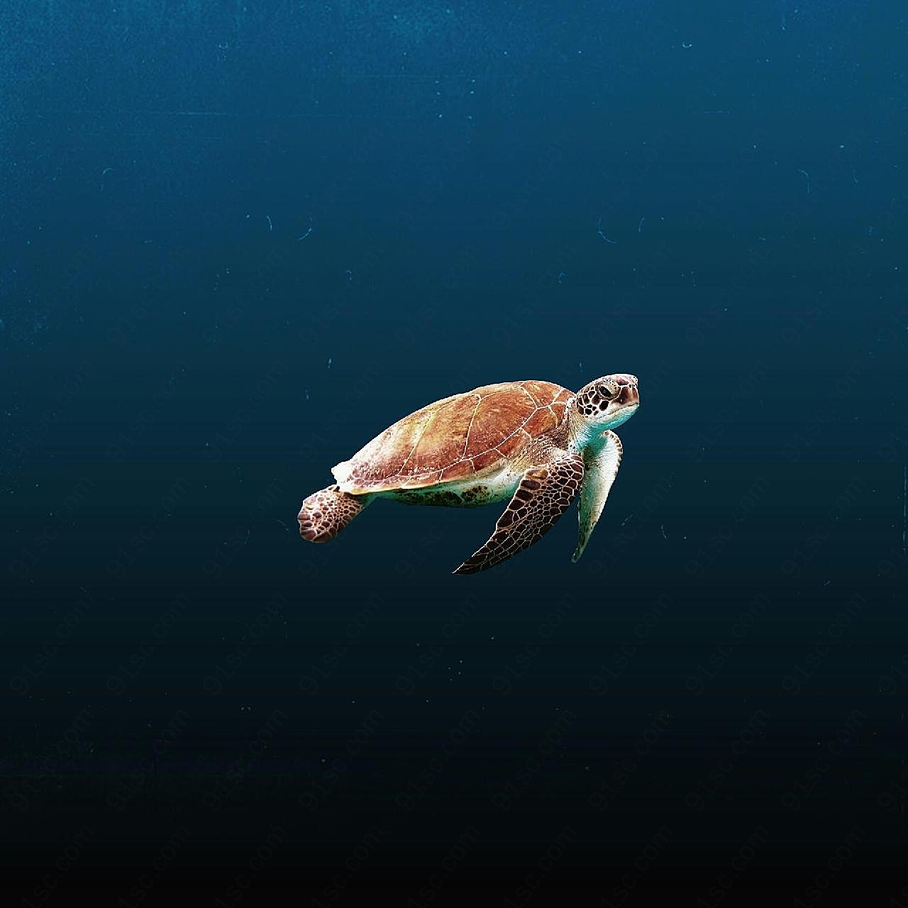 大海乌龟摄影图片素材海洋生物