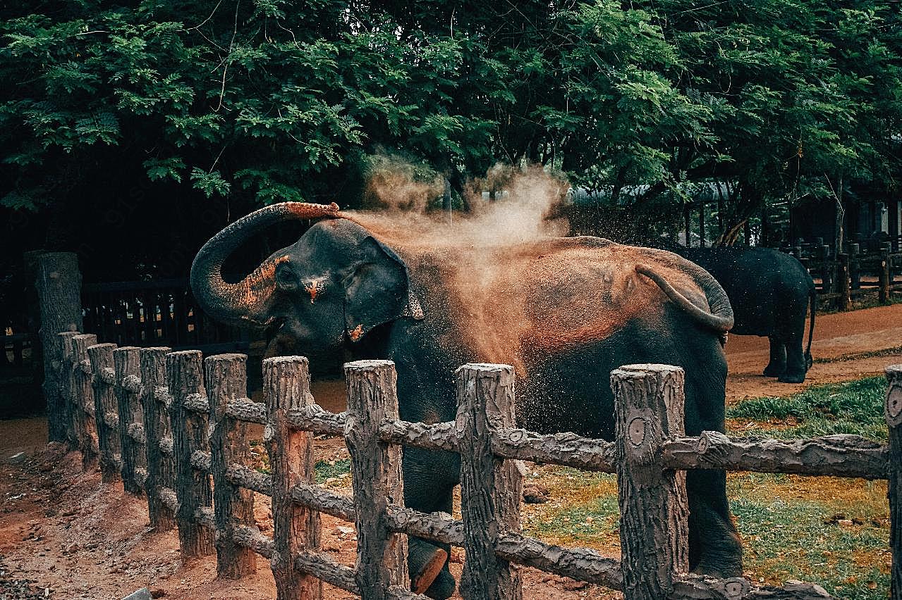 动物园观赏大象图片高清摄影