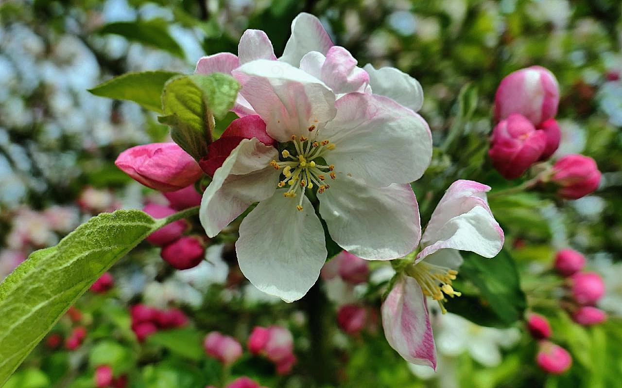 苹果树开花图片高清