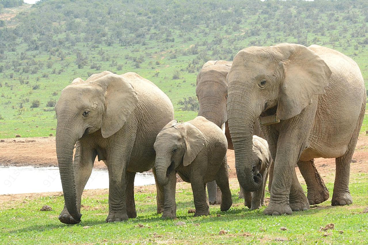 南非野生大象群图片摄影高清