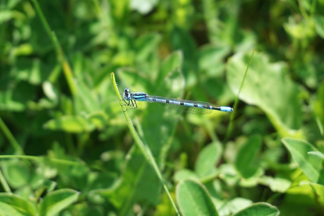 小蜻蜓图片昆虫