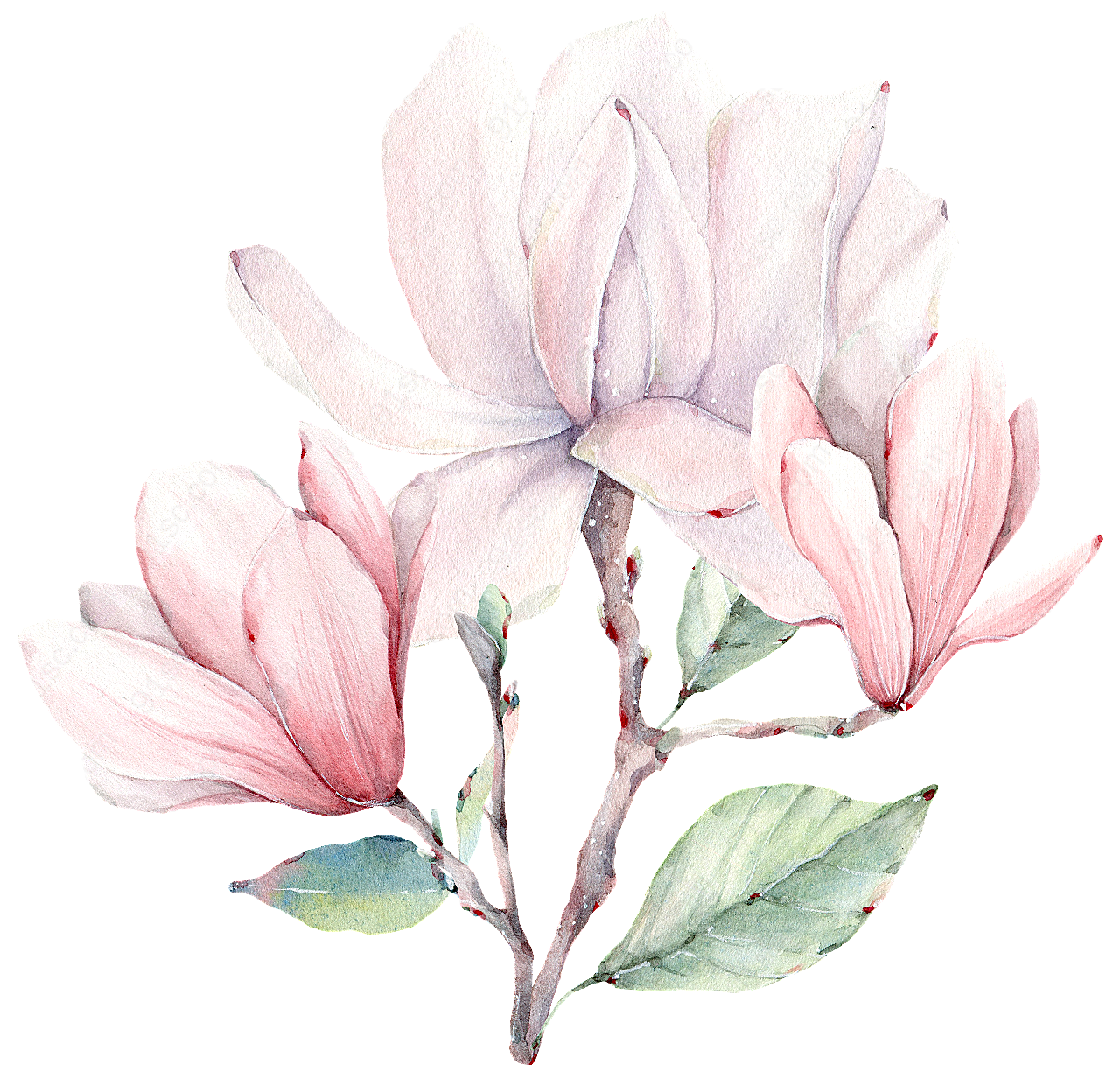 手绘玉兰花高清