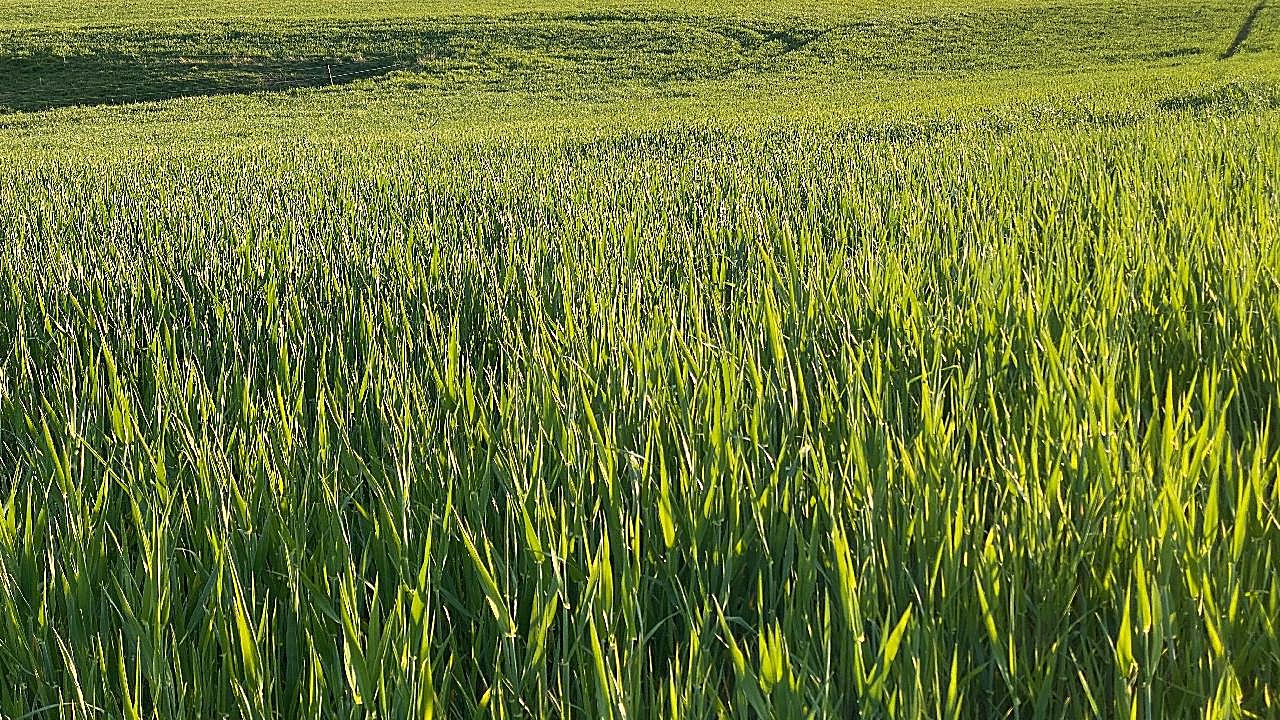 绿油油稻田图片乡村田园