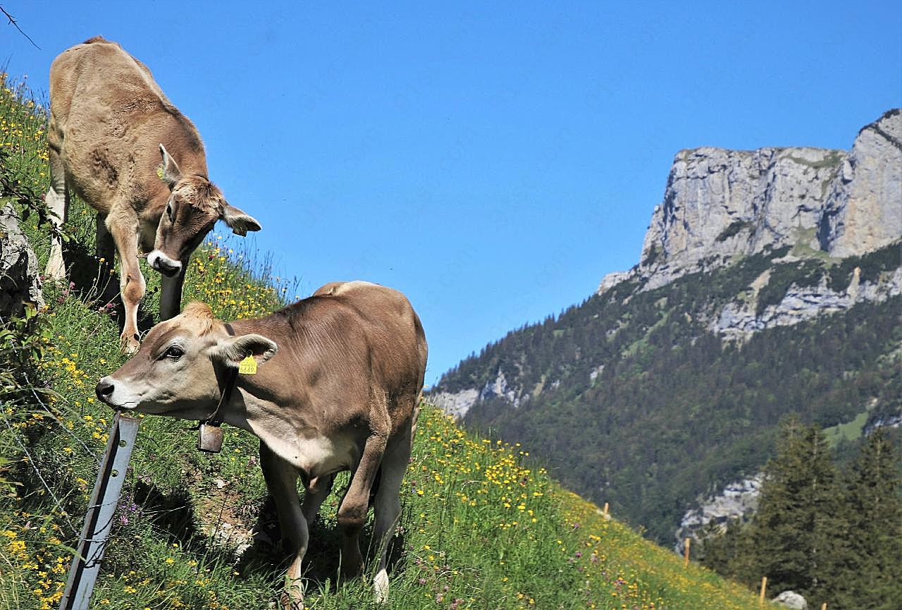 阿尔卑斯公牛图片动物图片