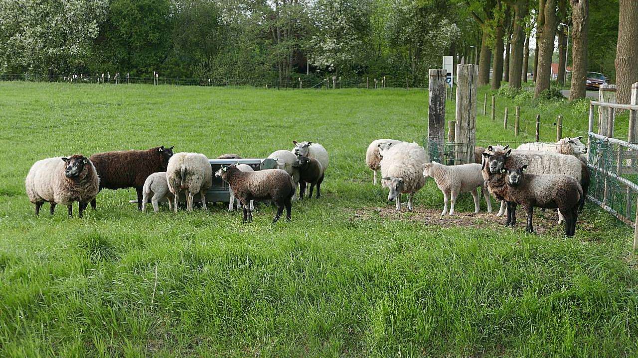 荷兰牧场羊群图片动物图片