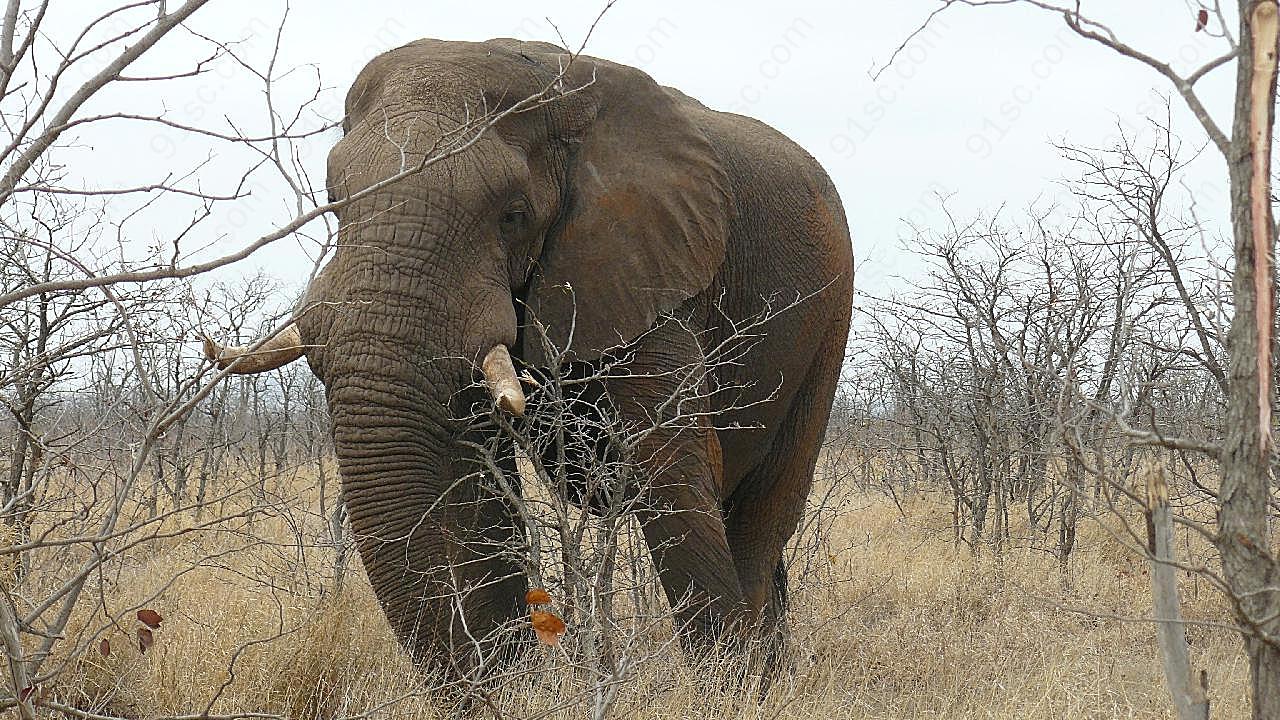 荒野大象图片摄影
