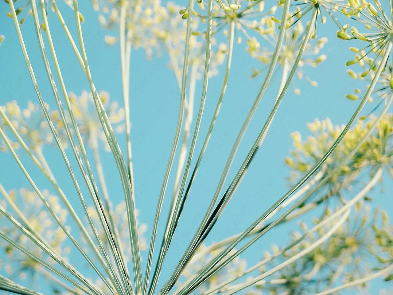 自然花朵植物图片高清摄影
