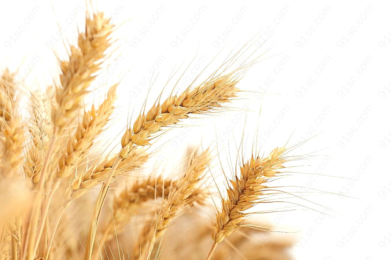 成熟小麦背景图片摄影