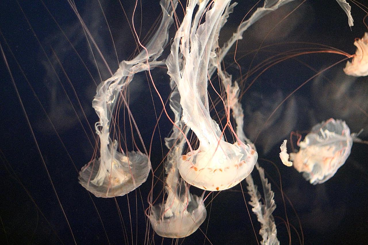 游动的水母生物世界高清摄影