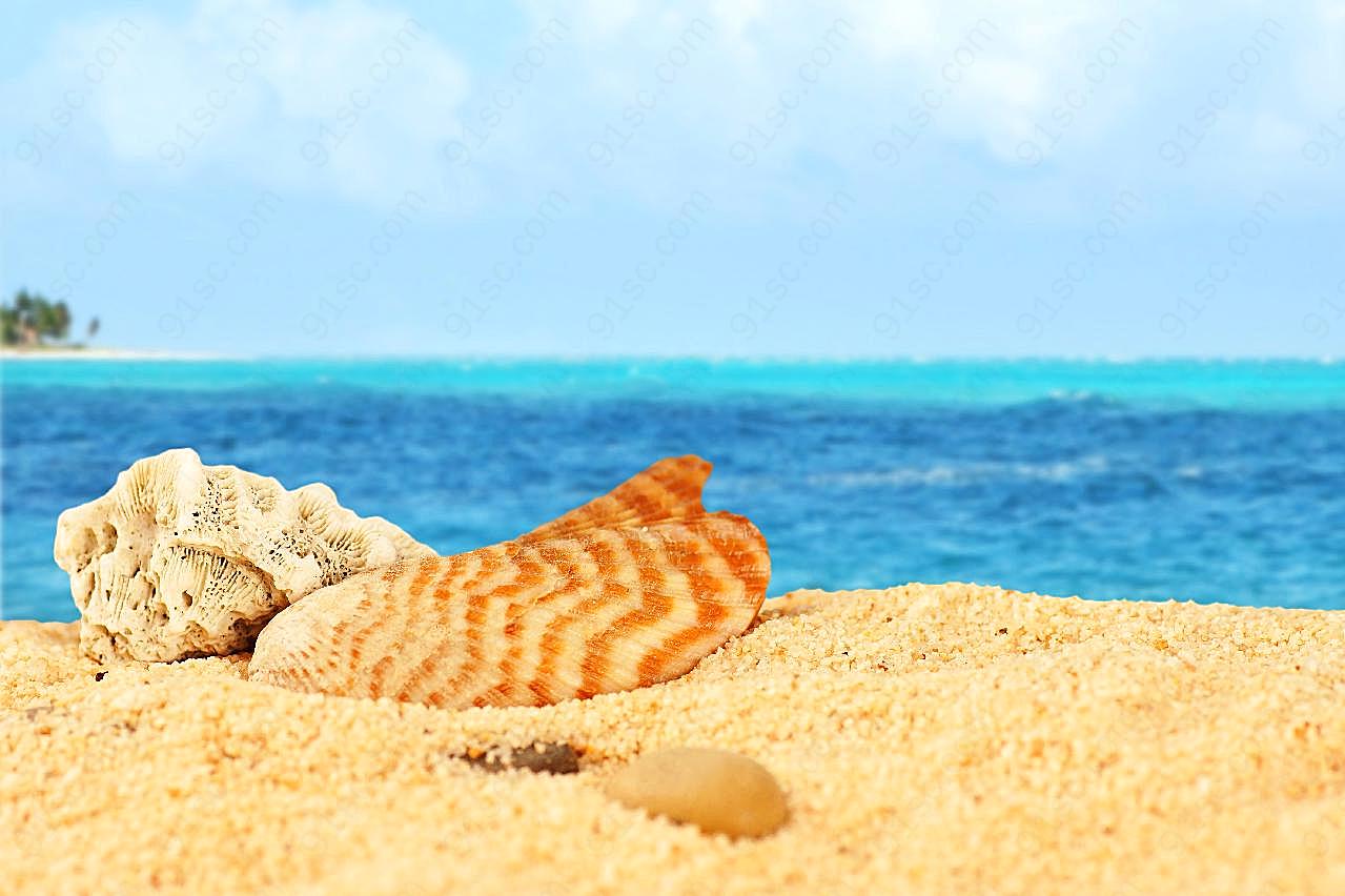 唯美海滩贝壳图片海岸沙滩