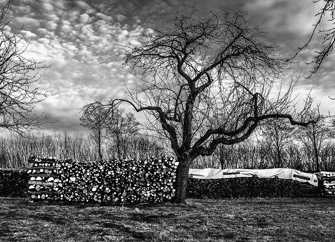 冬天树木风景黑白图片自然风景