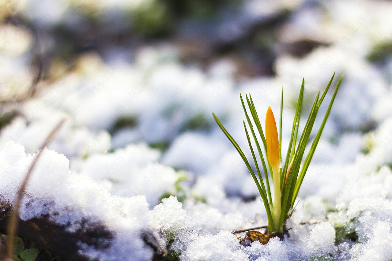 融合的积雪与植物图片摄影