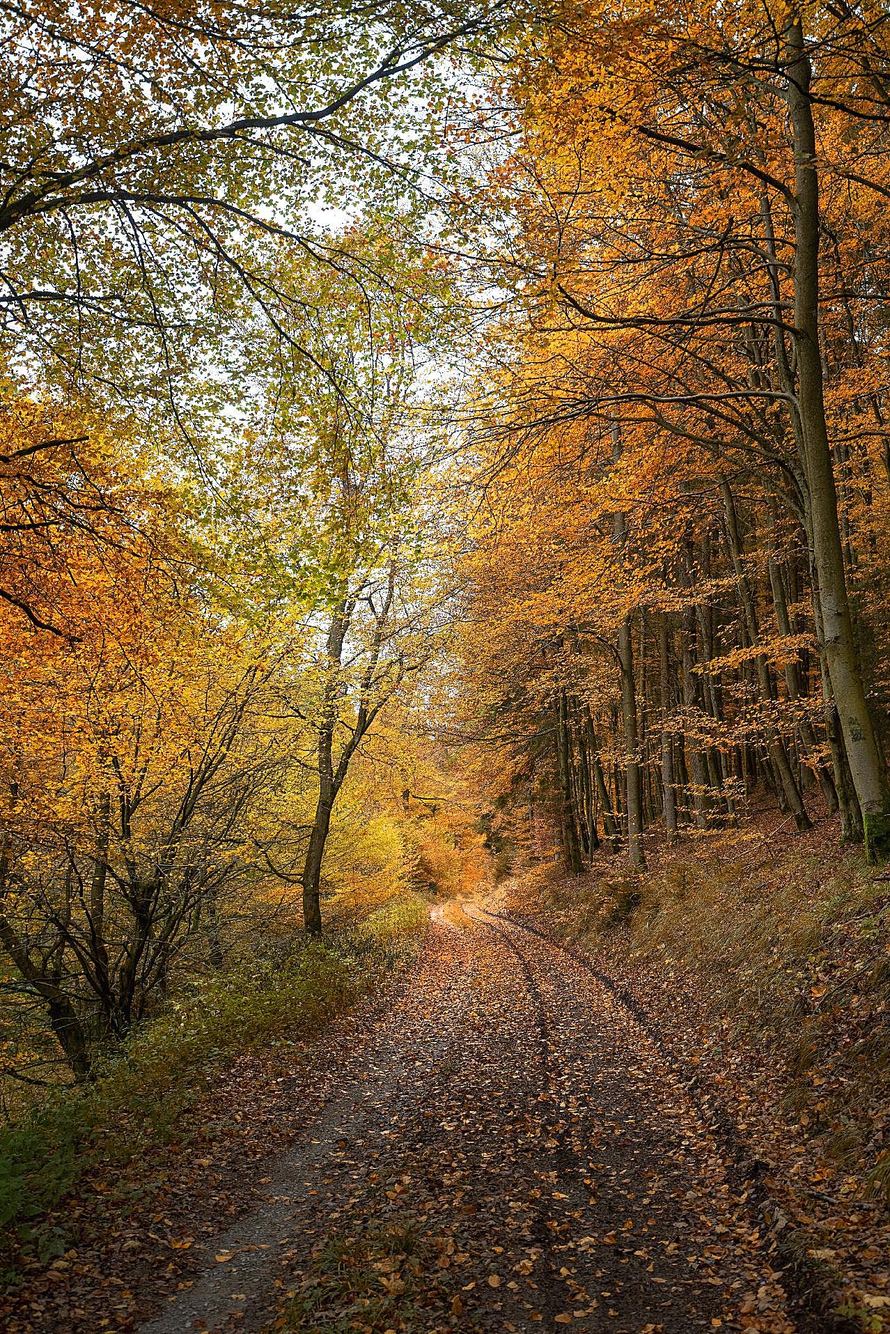 秋天森林图片自然高清