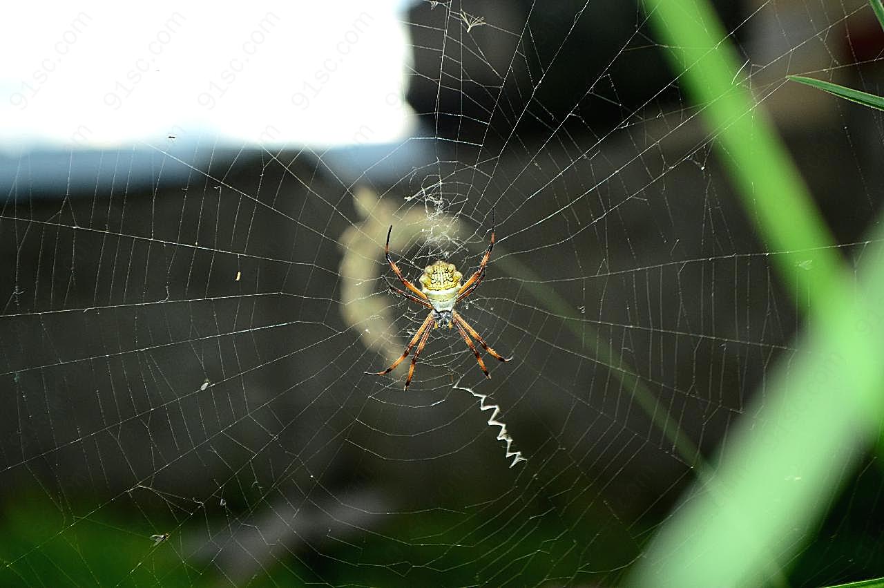 蜘蛛知网摄影图片生物