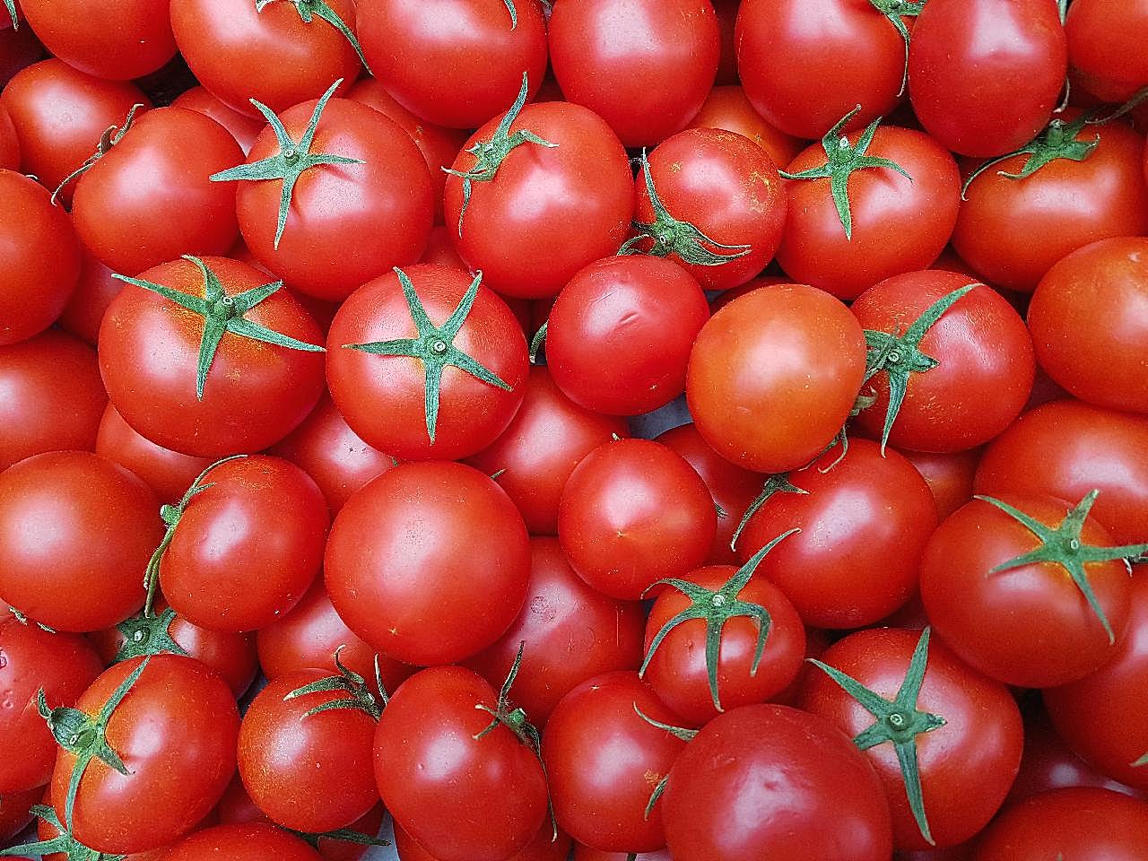 西红柿背景图片生物