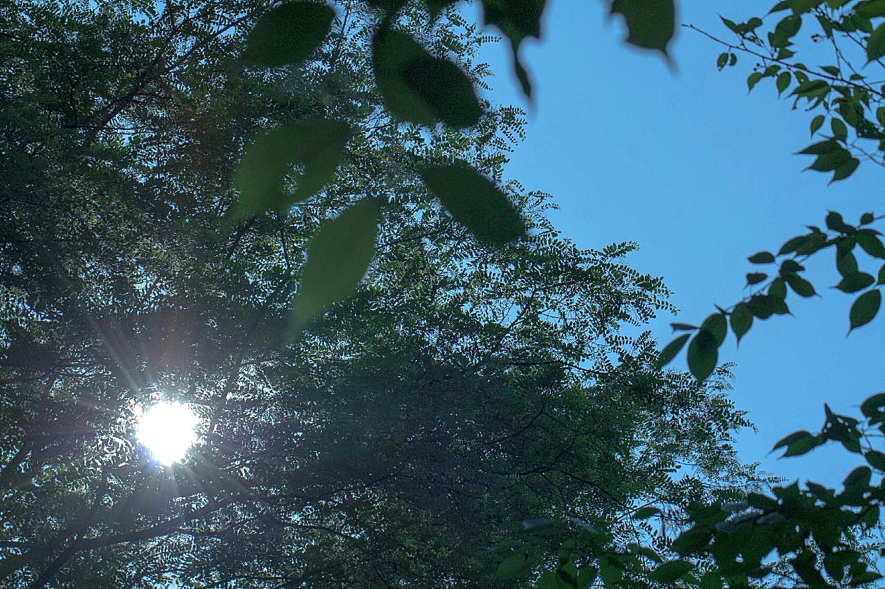 阳光穿透枝叶图片自然摄影