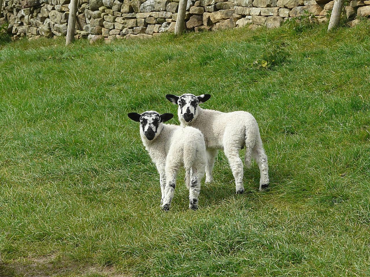 双胞胎羊羔图片动物图片