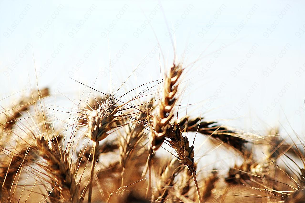 小麦成熟背景摄影图片美食