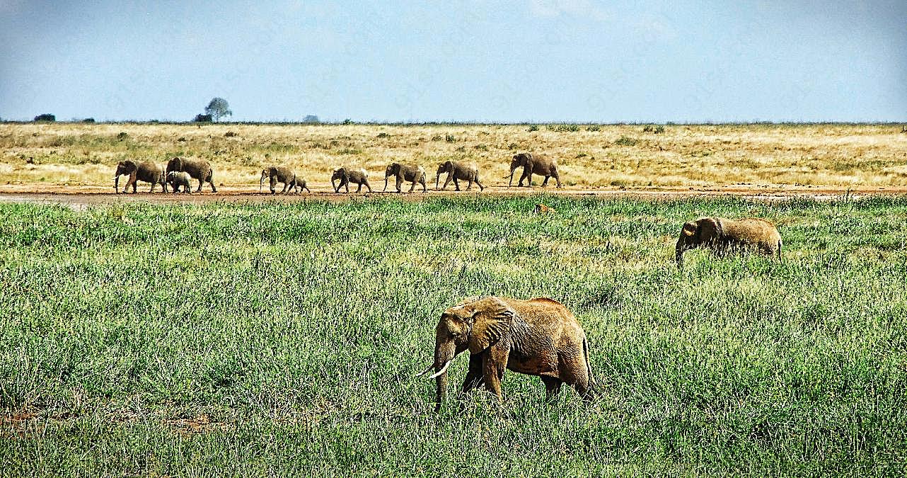 草原非洲大象图片摄影